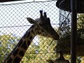 ZOO-Viden 24 srpen 2014 1017.JPG